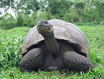 GiantTortoise-Highland-01 GiantTortoise-Highland
