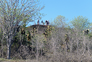 DragonHill